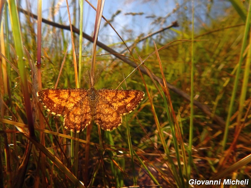 Geometrie e Geometridae